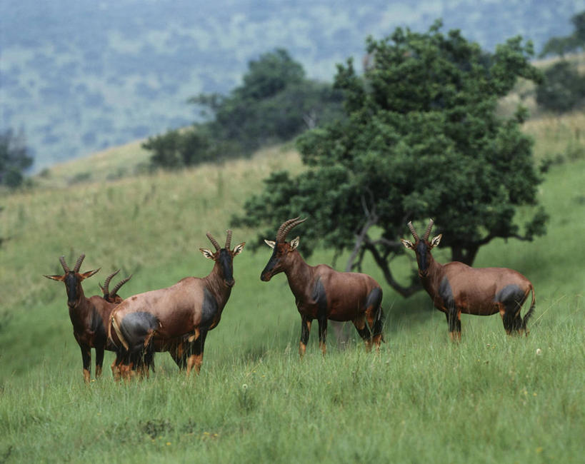 无人,站,横图,室外,白天,时尚,山,哺乳动物,野生动物,四只,羚羊,草,树,自然,动物,t台,摄影,环境,生物学,偶蹄目,机敏,转角牛羚,时装表演,时装秀,t型台,走秀,彩图,动物学