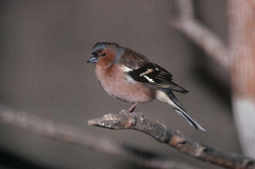 无人,坐,横图,室外,白天,时尚,野生动物,科学,鸟类,枝,自然,动物,t台,摄影,栖息,环境,生物学,苍头燕雀,时装表演,时装秀,t型台,走秀,彩图,动物学