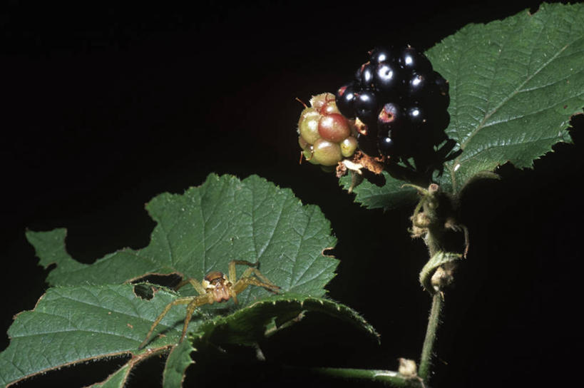 无人,横图,俯视,室外,特写,白天,时尚,野生动物,浆果,水果,叶子,科学,蜘蛛,食品,饮食,自然,动物,t台,生物,摄影,环境,生物学,节肢动物,黑刺莓,时装表演,时装秀,t型台,走秀,彩图,高角度拍摄,动物学