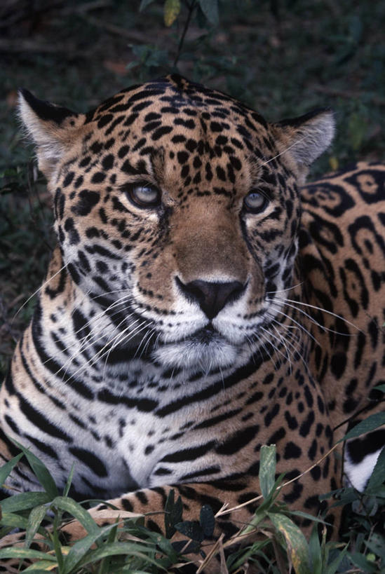 无人,躺,竖图,室外,特写,白天,时尚,哺乳动物,野生动物,斑点,自然,动物,休息,t台,摄影,环境,生物学,猫科动物,美洲虎,式样,时装表演,时装秀,t型台,走秀,彩图,动物学