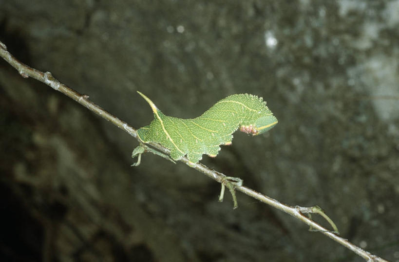 无人,横图,室外,特写,白天,侧面,时尚,野生动物,微生物,科学,昆虫,枝,自然,动物,t台,生物,摄影,保护,环境,生物学,伪装,节肢动物,幼虫,天蛾,嫩枝,毛虫,原生动物,时装表演,时装秀,t型台,走秀,彩图,动物学