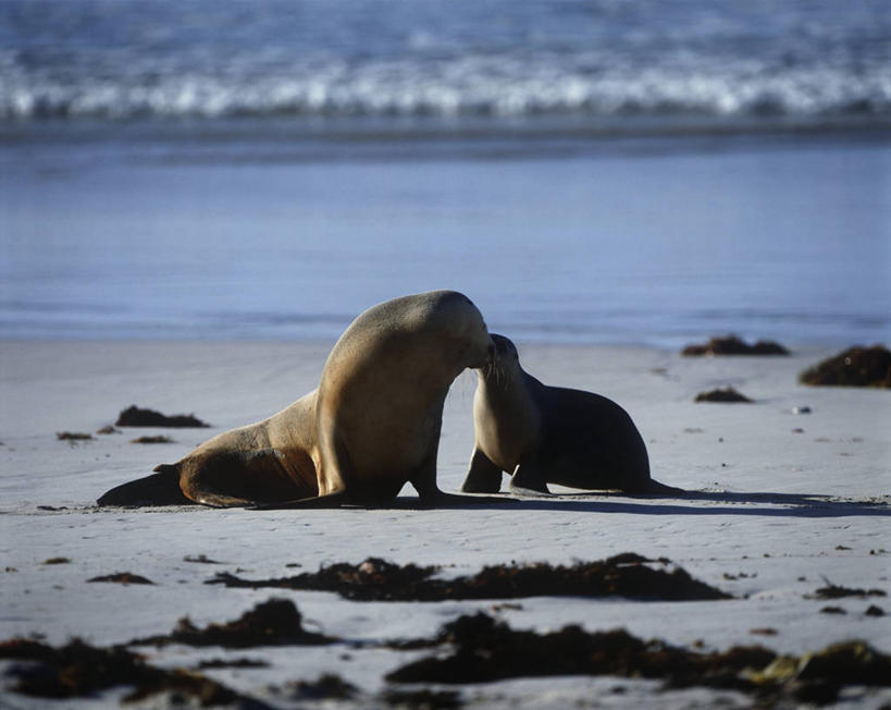 无人,站,横图,室外,白天,侧面,时尚,海浪,海洋,水,哺乳动物,海豹,海狮,野生动物,澳大利亚,自然,动物,两只,面对面,t台,可爱,摄影,活泼,环境,生物学,澳大拉西亚,袋鼠岛,南澳大利亚,时装表演,时装秀,t型台,走秀,澳海狮,澳洲海狮,海滩,彩图,动物学