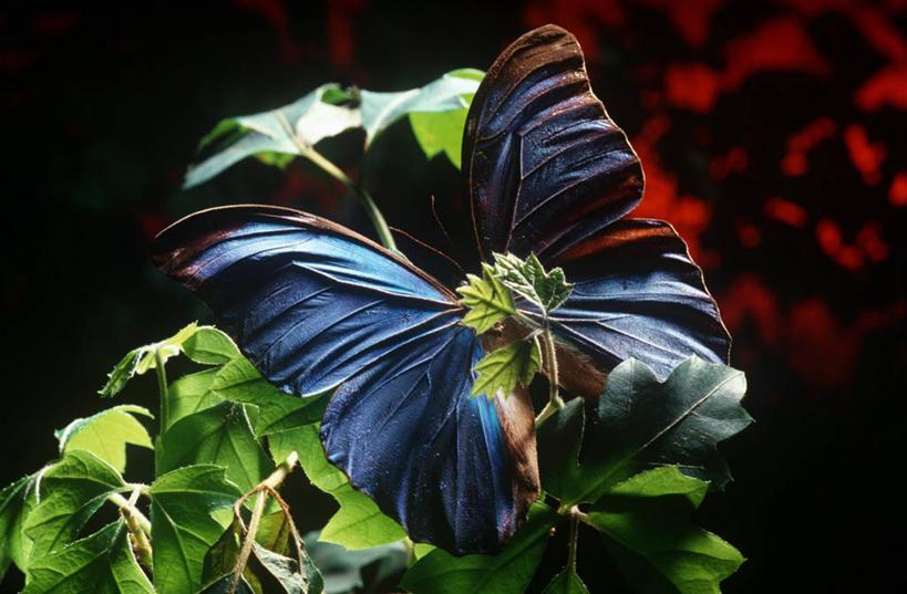 无人,横图,俯视,室外,特写,白天,时尚,野生动物,蝴蝶,叶子,科学,昆虫,自然,动物,t台,生物,摄影,蓝闪蝶,闪蝶,环境,生物学,节肢动物,益虫,蓝摩尔福蝶,时装表演,时装秀,t型台,走秀,彩图,高角度拍摄,蓝色大闪蝶,动物学