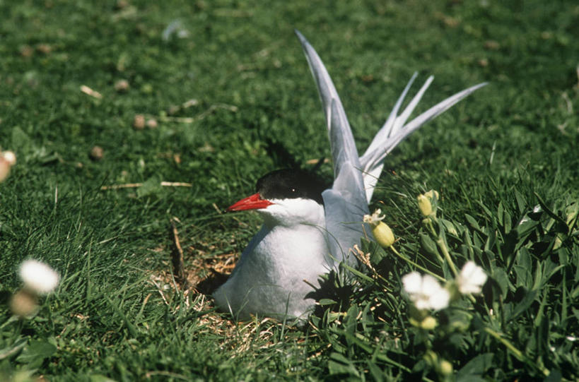 无人,坐,横图,室外,白天,时尚,野生动物,科学,鸟类,燕鸥,草,自然,动物,t台,摄影,环境,生物学,北极燕鸥,时装表演,时装秀,t型台,走秀,彩图,动物学
