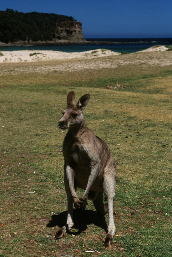无人,站,竖图,室外,白天,时尚,海洋,水,哺乳动物,袋鼠,野生动物,悬崖,草,自然,动物,t台,摄影,环境,生物学,机敏,东部灰袋鼠,灰袋鼠,时装表演,时装秀,t型台,走秀,彩图,动物学