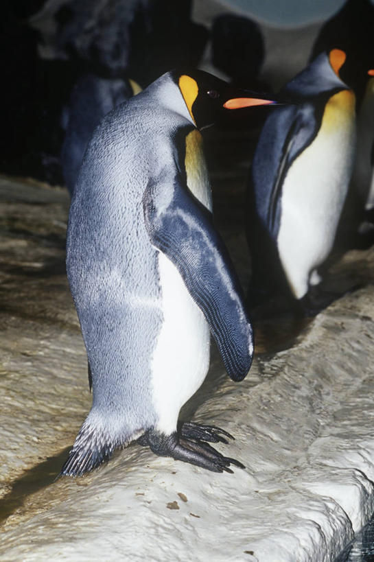 无人,站,竖图,室外,白天,时尚,海洋,水,企鹅,野生动物,三只,一群,许多,科学,鸟类,冰,很多,自然,t台,摄影,环境,生物学,帝企鹅,时装表演,时装秀,t型台,走秀,彩图,动物学