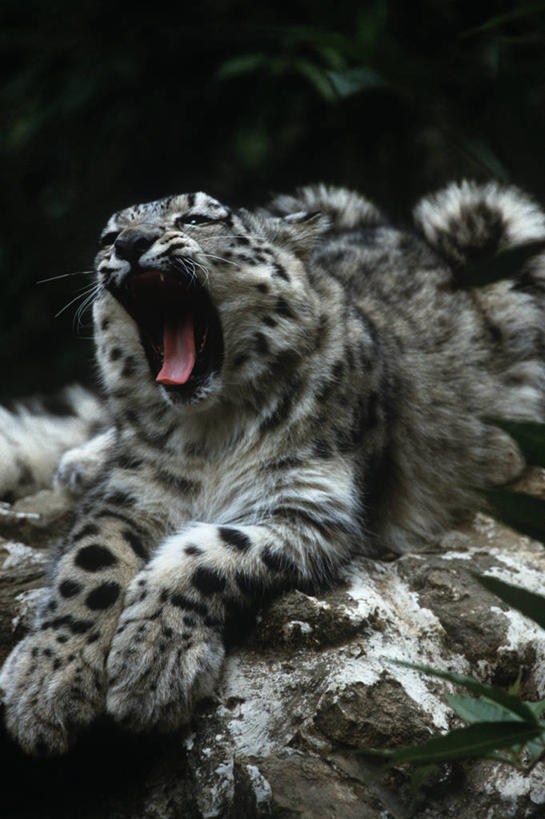 无人,躺,竖图,室外,白天,时尚,哺乳动物,野生动物,爪子,树,自然,动物,打哈欠,打开,张嘴,t台,摄影,环境,生物学,开启,美洲豹,雪豹,猫科动物,张大嘴巴,时装表演,时装秀,t型台,走秀,张开嘴,彩图,动物学