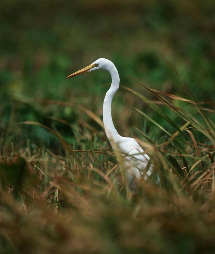 无人,竖图,室外,白天,侧面,时尚,白鹭,野生动物,委内瑞拉,科学,苍鹭,鸟类,草,自然,动物,t台,南美,摄影,环境,生物学,大白鹭,鹳,时装表演,时装秀,t型台,走秀,彩图,动物学,瓜里科州