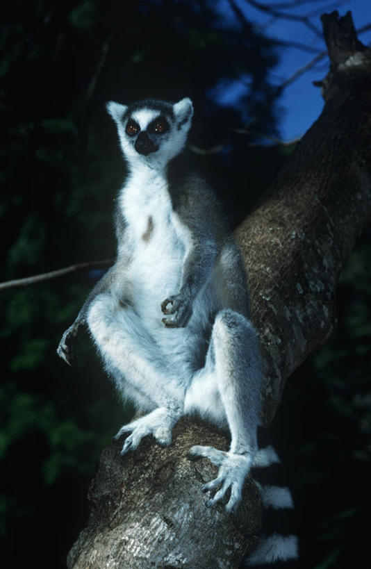 无人,坐,竖图,室外,夜晚,时尚,哺乳动物,野生动物,猴子,马达加斯加,科学,枝,树,自然,动物,t台,摄影,环境,生物学,狐猴,灵长目,机敏,环尾狐猴,东非,时装表演,时装秀,t型台,走秀,彩图,动物学