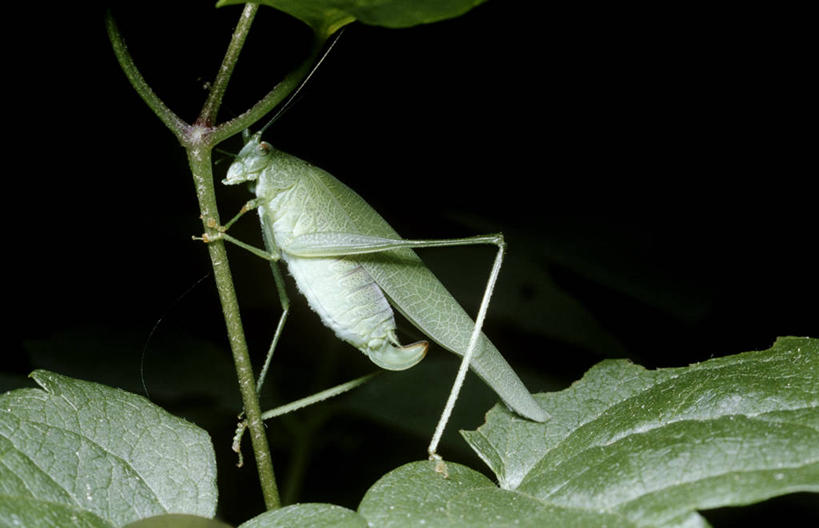 无人,横图,室外,特写,夜晚,侧面,时尚,野生动物,叶子,科学,昆虫,茎,绿色,自然,动物,蟋蟀,t台,生物,摄影,环境,生物学,节肢动物,纺织娘,时装表演,时装秀,t型台,走秀,彩图,动物学