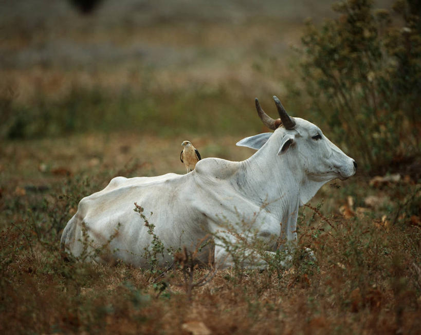无人,躺,横图,室外,白天,侧面,时尚,合作,哺乳动物,鸟,牛,野生动物,鹰,委内瑞拉,鸟类,自然,动物,两只,t台,南美,摄影,食草动物,环境,生物学,苗条,凶猛,偶蹄目,鸢,母牛,时装表演,时装秀,t型台,走秀,残暴,凶残,老鹰,彩图,动物学,共生关系