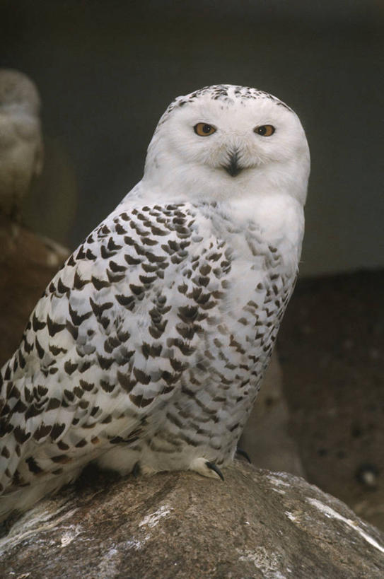 无人,坐,竖图,室外,白天,时尚,猫头鹰,野生动物,科学,鸟类,自然,动物,t台,摄影,环境,生物学,雪枭,时装表演,时装秀,t型台,走秀,彩图,动物学