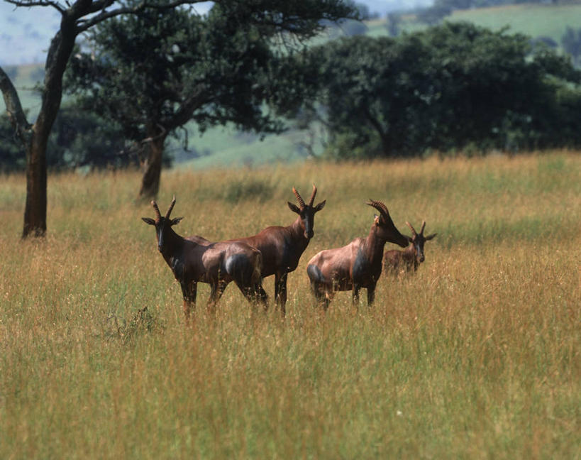 无人,站,横图,室外,白天,时尚,草原,哺乳动物,野生动物,四只,羚羊,草,树,自然,动物,t台,摄影,环境,生物学,偶蹄目,机敏,转角牛羚,时装表演,时装秀,t型台,走秀,彩图,动物学