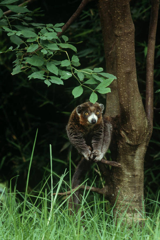 无人,坐,竖图,室外,白天,时尚,哺乳动物,野生动物,猴子,马达加斯加,科学,枝,树,自然,动物,t台,摄影,环境,生物学,狐猴,灵长目,东非,时装表演,时装秀,t型台,走秀,彩图,领狐猴,原猴,动物学,真狐猴