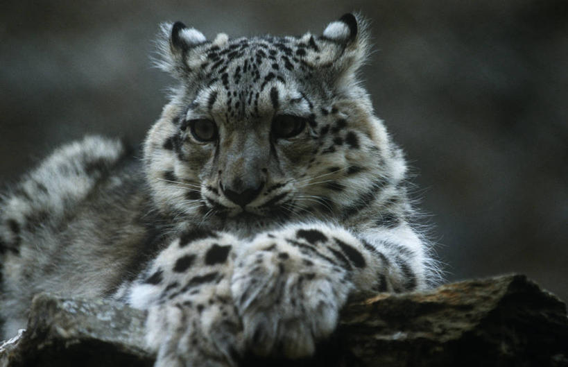 无人,躺,横图,室外,特写,白天,时尚,哺乳动物,野生动物,爪子,自然,动物,t台,放松,摄影,环境,生物学,美洲豹,雪豹,猫科动物,时装表演,时装秀,t型台,走秀,半身,彩图,动物学