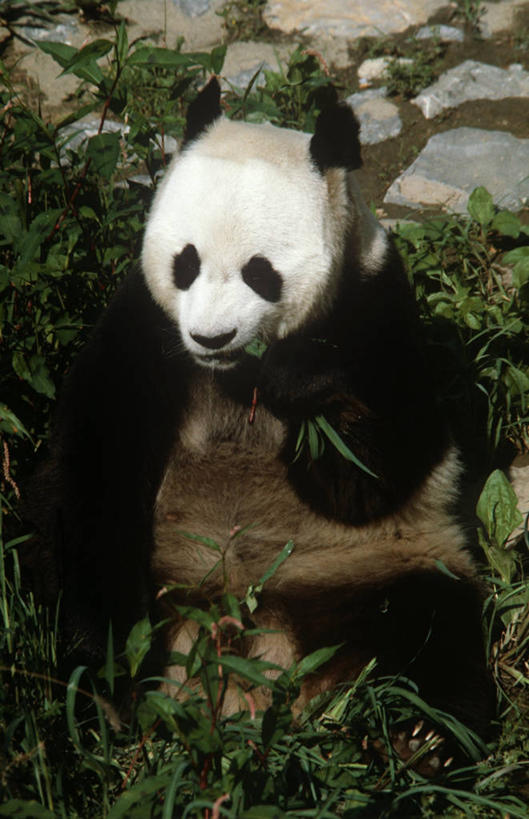 无人,坐,吃,竖图,室外,白天,时尚,植物,哺乳动物,野生动物,熊,熊猫,叶子,科学,自然,动物,t台,摄影,食草动物,环境,生物学,大熊猫,偶蹄目,喂养,时装表演,时装秀,t型台,走秀,彩图,动物学