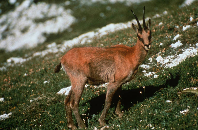 无人,站,横图,室外,白天,侧面,时尚,雪,哺乳动物,野生动物,意大利,科学,羚羊,草,自然,动物,t台,摄影,食草动物,环境,生物学,国家公园,南欧,偶蹄目,机敏,时装表演,时装秀,t型台,走秀,彩图,动物学,岩羚羊,郊野公园