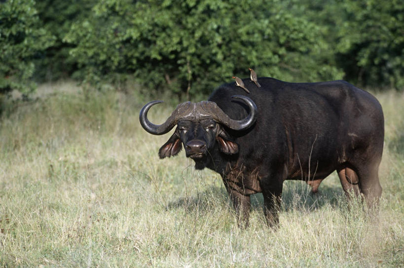 西方人,无人,站,横图,室外,白天,时尚,哺乳动物,野生动物,欧洲,非洲,南非,黑人,欧洲人,三只,鸟类,草,自然,动物,t台,摄影,环境,生物学,非洲水牛,偶蹄目,克鲁格国家公园,国家野生动物保护区,时装表演,时装秀,t型台,走秀,非洲人,野牛,彩图,动物学