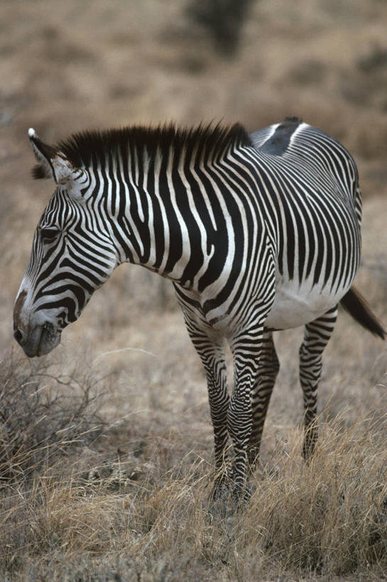 无人,竖图,室外,白天,时尚,斑马,哺乳动物,马,貘,野生动物,肯尼亚,条纹,科学,自然,动物,t台,运输,摄影,牲畜,环境,生物学,野生动物保护区,东非,式样,时装表演,时装秀,t型台,走秀,彩图,动物学