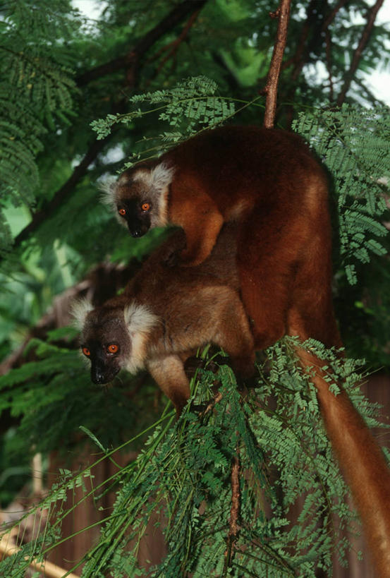 无人,攀登,竖图,室外,白天,时尚,哺乳动物,野生动物,马达加斯加,科学,树,自然,动物,两只,t台,摄影,环境,生物学,狐猴,黑狐猴,户外活动,灵长目,东非,时装表演,时装秀,t型台,走秀,彩图,原猴,动物学
