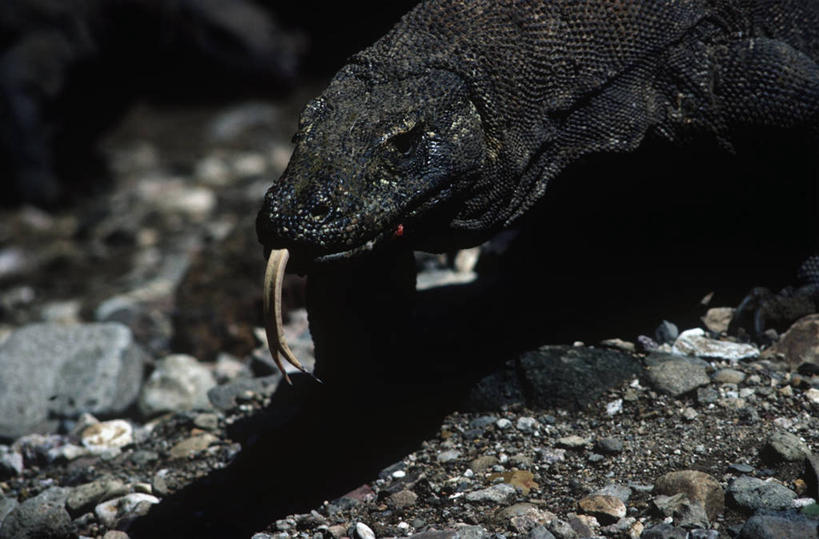 无人,横图,室外,白天,时尚,野生动物,蜥蜴,科学,自然,动物,伸舌头,t台,摄影,环境,生物学,石龙子,泉龙,猪婆蛇,四脚蛇,蜴,巨蜥,科莫多巨蜥,时装表演,时装秀,t型台,走秀,半身,彩图,动物学