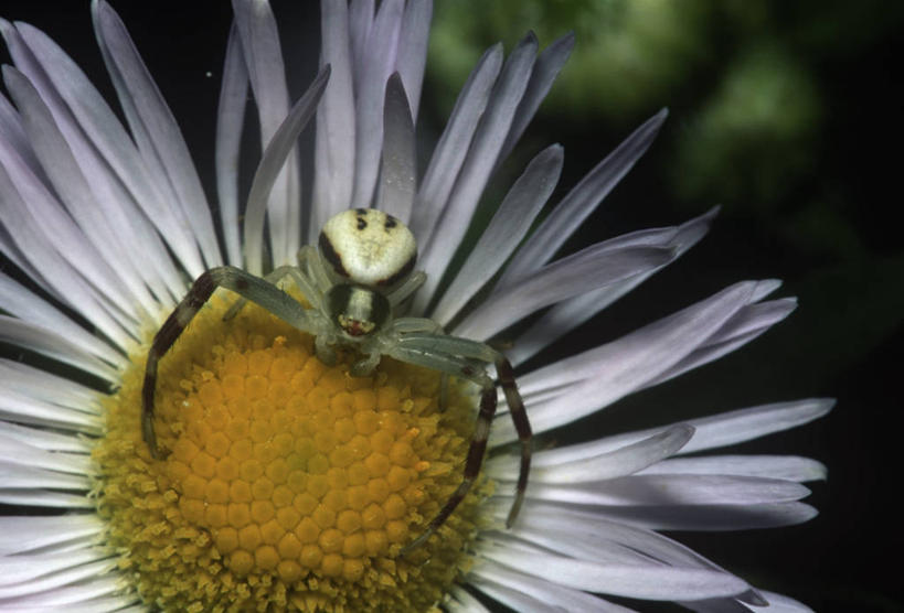 无人,横图,室外,特写,白天,时尚,野生动物,科学,蜘蛛,花,花瓣,自然,动物,t台,生物,摄影,环境,生物学,伪装,节肢动物,蟹蛛,时装表演,时装秀,t型台,走秀,彩图,动物学