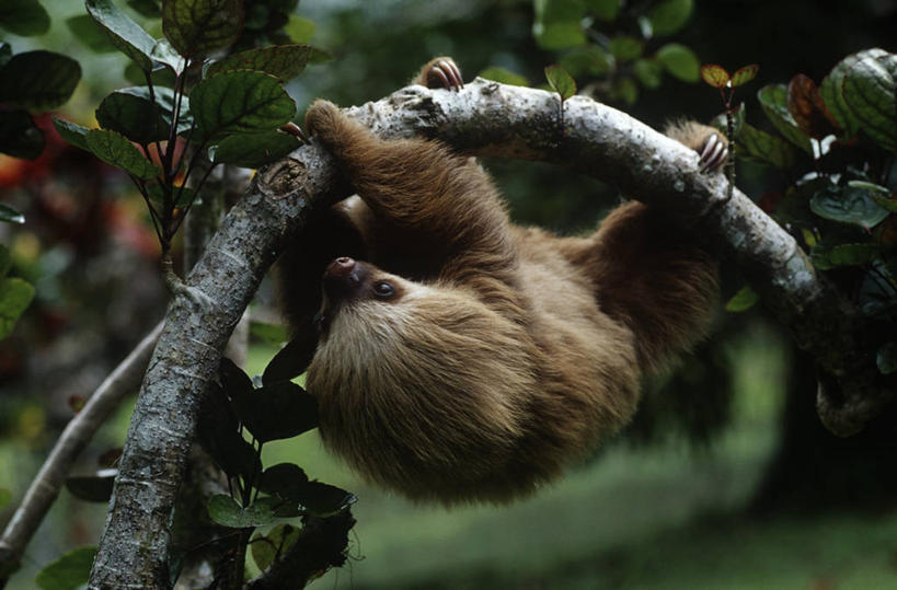 无人,攀登,横图,室外,白天,时尚,哺乳动物,野生动物,吊挂,悬挂,枝,挂,自然,动物,t台,摄影,环境,生物学,颠倒,户外活动,树懒,时装表演,时装秀,t型台,走秀,二趾树懒,彩图,动物学