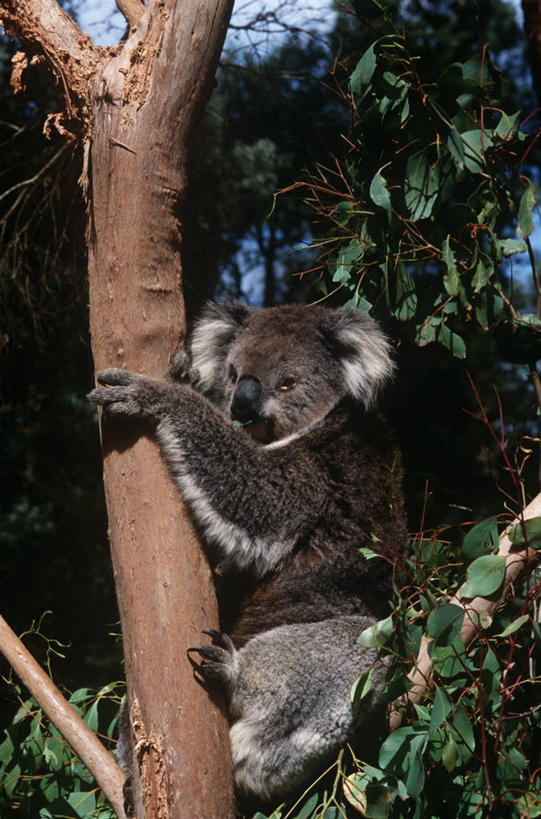 无人,竖图,室外,白天,时尚,哺乳动物,野生动物,树,自然,动物,t台,摄影,爪,环境,生物学,树袋熊,时装表演,时装秀,t型台,走秀,彩图,动物学