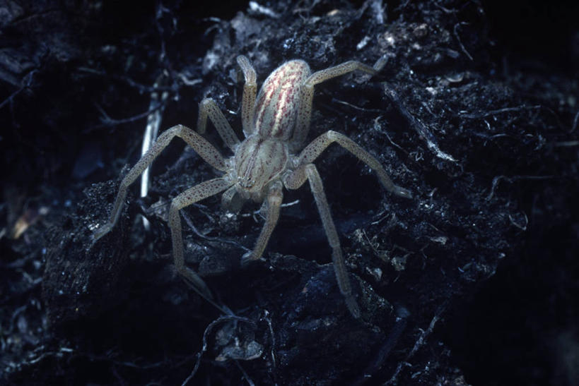 无人,横图,俯视,室外,特写,白天,时尚,野生动物,科学,昆虫,蜘蛛,自然,动物,t台,生物,摄影,环境,生物学,八脚螅,节肢动物,益虫,波丝,时装表演,时装秀,t型台,走秀,彩图,高角度拍摄,动物学