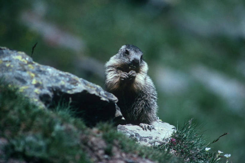 无人,坐,横图,室外,白天,时尚,哺乳动物,野生动物,科学,自然,动物,t台,可爱,摄影,活泼,环境,生物学,土拨鼠,旱獭,天竺鼠,时装表演,时装秀,t型台,走秀,彩图,动物学