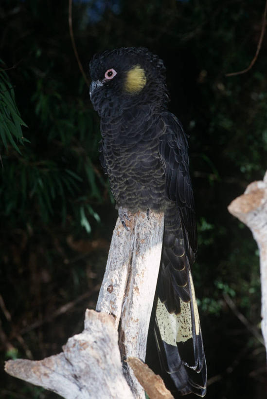 无人,坐,竖图,室外,夜晚,时尚,野生动物,鹦鹉,照明,科学,鸟类,灯光,枝,灯,树,自然,动物,灯具,t台,摄影,栖息,环境,照亮,生物学,照明设备,闪光灯,美冠鹦鹉,时装表演,时装秀,t型台,走秀,彩图,动物学