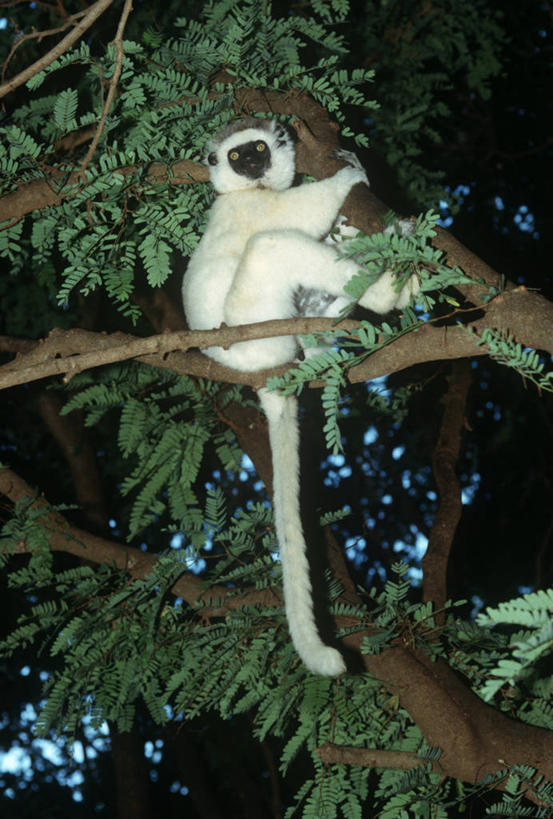 无人,攀登,竖图,室外,白天,仰视,时尚,哺乳动物,猴,野生动物,猴子,非洲,马达加斯加,科学,枝,树,自然,动物,t台,可爱,摄影,活泼,环境,生物学,狐猴,户外活动,灵长目,阿非利加洲,东非,马达加斯加共和国,时装表演,时装秀,t型台,走秀,彩图,低角度拍摄,原猴,动物学