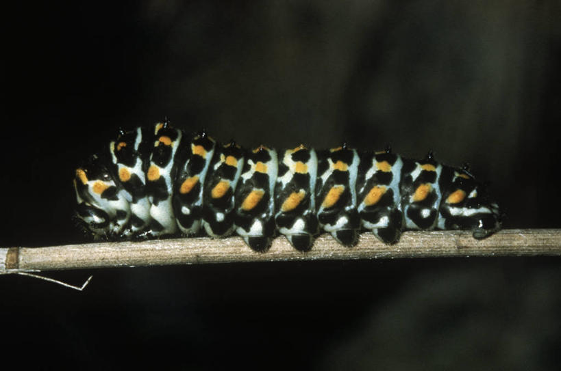 无人,横图,室外,特写,白天,侧面,时尚,野生动物,蝴蝶,科学,昆虫,枝,自然,动物,爬,t台,生物,摄影,生长,环境,生物学,节肢动物,幼虫,凤尾蝶,嫩枝,毛虫,时装表演,时装秀,t型台,走秀,彩图,动物学