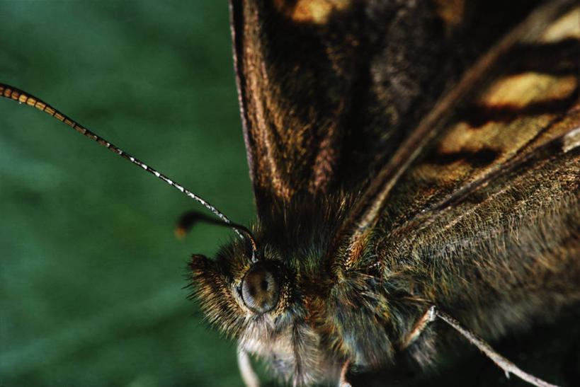 无人,横图,室外,特写,白天,时尚,野生动物,蝴蝶,科学,昆虫,自然,动物,t台,生物,摄影,蛱蝶,环境,生物学,蛾,节肢动物,益虫,四足蝶,时装表演,时装秀,t型台,走秀,彩图,动物学