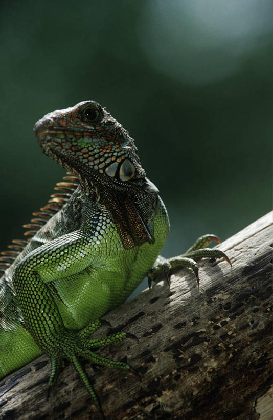 无人,坐,竖图,室外,白天,时尚,野生动物,蜥蜴,科学,木制,鬣蜥,绿色,自然,动物,t台,摄影,环境,生物学,圆木,绿鬣蜥,石龙子,泉龙,猪婆蛇,四脚蛇,蜴,时装表演,时装秀,t型台,走秀,半身,彩图,动物学