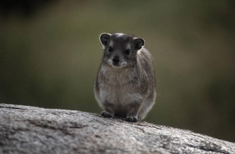 无人,坐,横图,室外,白天,正面,时尚,哺乳动物,海豹,野生动物,自然,动物,t台,摄影,环境,生物学,蹄兔,时装表演,时装秀,t型台,走秀,岩石,彩图,动物学