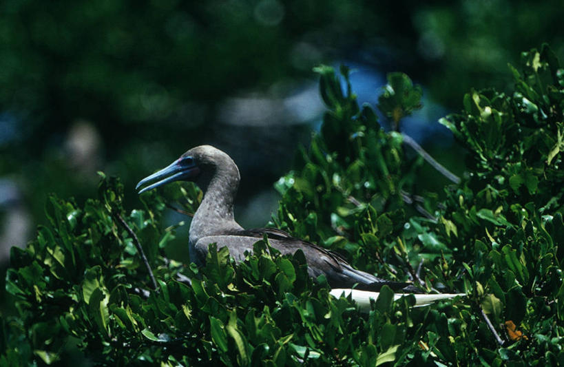 无人,坐,横图,室外,白天,侧面,时尚,海鸟,野生动物,叶子,委内瑞拉,科学,鸟类,树,自然,动物,t台,南美,摄影,环境,水禽,生物学,国家公园,时装表演,时装秀,t型台,走秀,彩图,红足结巴鸟,动物学,郊野公园