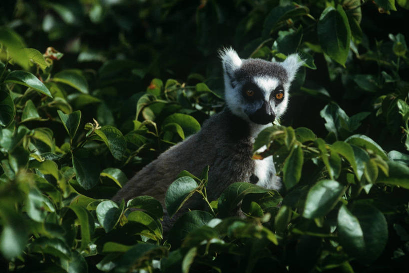 脸,头,脸颊,无人,坐,横图,室外,白天,时尚,哺乳动物,野生动物,猴子,叶子,马达加斯加,科学,肩膀,树,自然,动物,t台,摄影,环境,生物学,狐猴,灵长目,环尾狐猴,东非,时装表演,时装秀,t型台,走秀,头部,脸部,脸蛋,面部,彩图,原猴,动物学