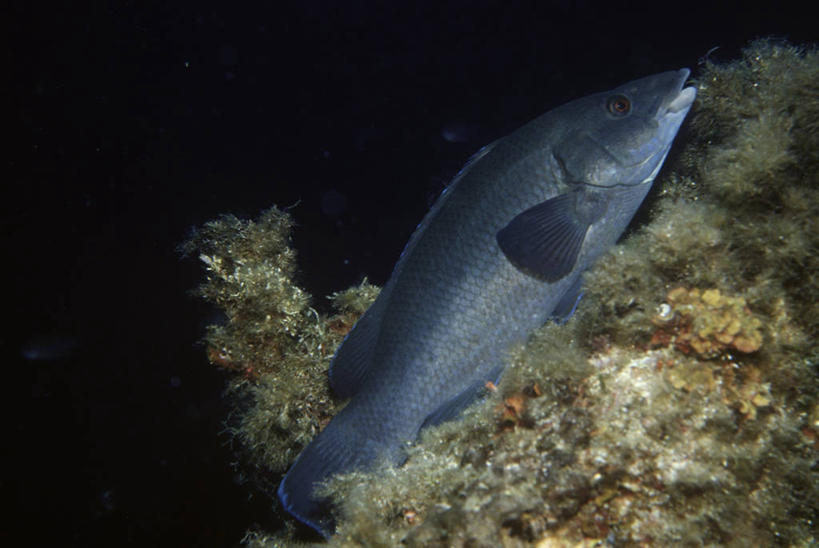 无人,横图,室外,侧面,时尚,水下,海洋,水,热带鱼,野生动物,科学,鱼,鱼类,自然,动物,t台,摄影,鲈鱼,环境,生物学,地中海,花鲈,鲈板,鲈子鱼,濑鱼,时装表演,时装秀,t型台,走秀,彩图,动物学