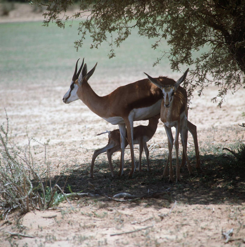 无人,站,竖图,方图,室外,白天,时尚,哺乳动物,野生动物,三只,科学,哺乳,自然,动物,t台,摄影,环境,生物学,偶蹄目,瞪羚,跳羚,喂养,时装表演,时装秀,t型台,走秀,彩图,动物学