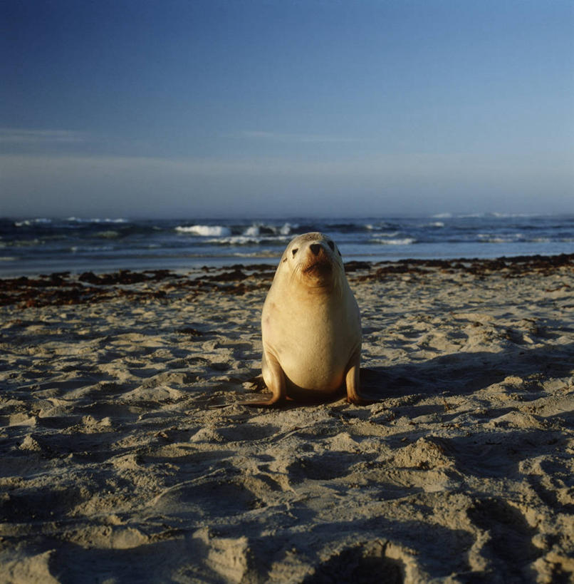 无人,躺,竖图,方图,室外,白天,正面,时尚,海浪,海洋,水,哺乳动物,海豹,海狮,野生动物,澳大利亚,自然,动物,t台,可爱,摄影,活泼,环境,生物学,澳大拉西亚,袋鼠岛,南澳大利亚,时装表演,时装秀,t型台,走秀,澳海狮,澳洲海狮,海滩,彩图,动物学