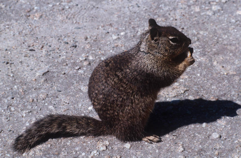 无人,坐,横图,室外,白天,侧面,时尚,哺乳动物,野生动物,科学,自然,动物,松鼠,t台,摄影,环境,生物学,沥青,北美灰松鼠,时装表演,时装秀,t型台,走秀,彩图,动物学