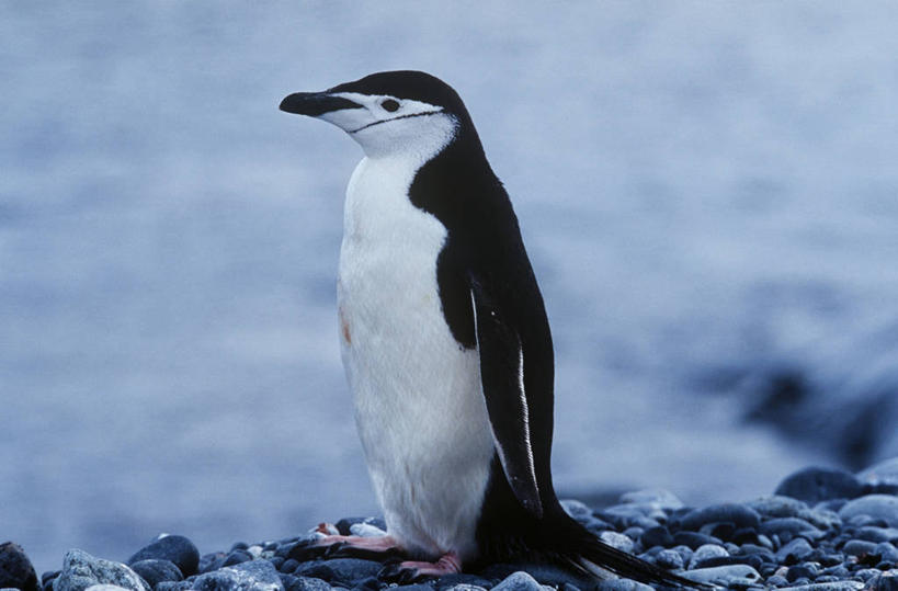 无人,站,横图,室外,白天,侧面,时尚,海洋,水,企鹅,野生动物,科学,鸟类,自然,动物,t台,可爱,摄影,活泼,环境,生物学,帽带企鹅,南极洲,胡须企鹅,颊带企鹅,半月岛,时装表演,时装秀,t型台,走秀,海滩,彩图,独处,动物学