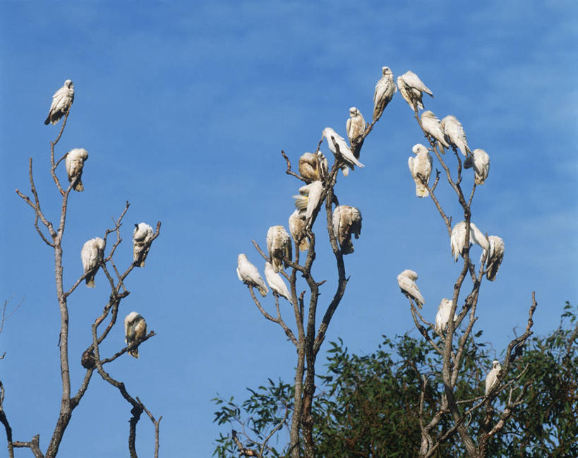 无人,坐,横图,室外,白天,时尚,野生动物,鹦鹉,澳大利亚,一群,许多,科学,鸟类,枝,很多,树,自然,t台,摄影,栖息,环境,生物学,大洋洲,澳洲,南方大陆,澳大拉西亚,澳大利亚联邦,热带鸟,北领地,美冠鹦鹉,时装表演,时装秀,t型台,走秀,彩图,小凤头鹦鹉,动物学