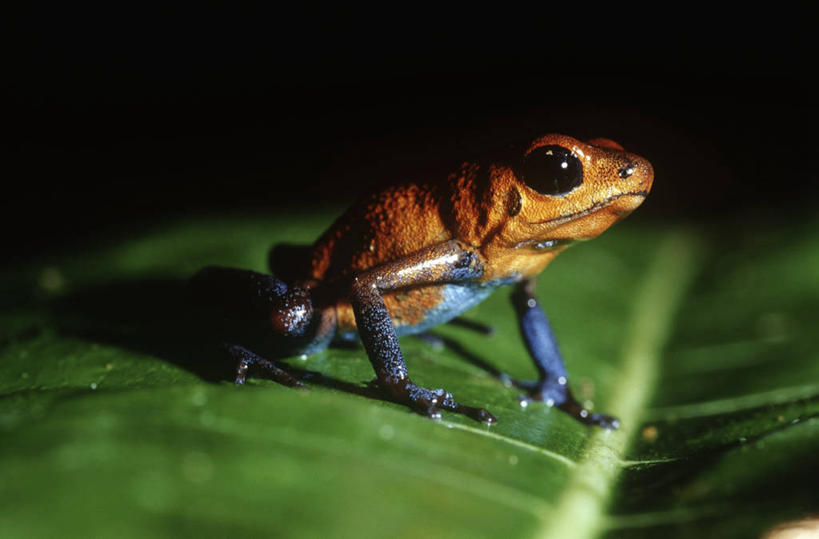 无人,站,竖图,室外,白天,时尚,哺乳动物,野生动物,熊,科学,自然,动物,t台,摄影,环境,生物学,近景,蜜熊,时装表演,时装秀,t型台,走秀,彩图,动物学,好奇心