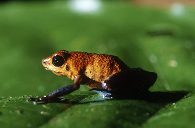 无人,坐,横图,室外,夜晚,侧面,时尚,植物,野生动物,叶子,科学,自然,动物,t台,摄影,环境,生物学,有毒,毒标枪蛙,毒箭蛙,箭毒蛙,时装表演,时装秀,t型台,走秀,草莓毒刺蛙,草莓箭毒蛙,彩图,动物学