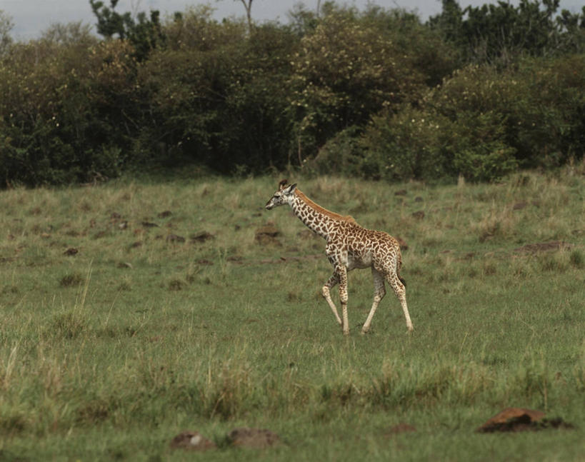无人,站,横图,室外,白天,侧面,时尚,哺乳动物,长颈鹿,野生动物,肯尼亚,科学,田地,草,树,自然,动物,t台,摄影,活泼,环境,生物学,小牛,偶蹄目,东非,国家野生动物保护区,时装表演,时装秀,t型台,走秀,彩图,马赛马拉国家保护区,独处,动物学