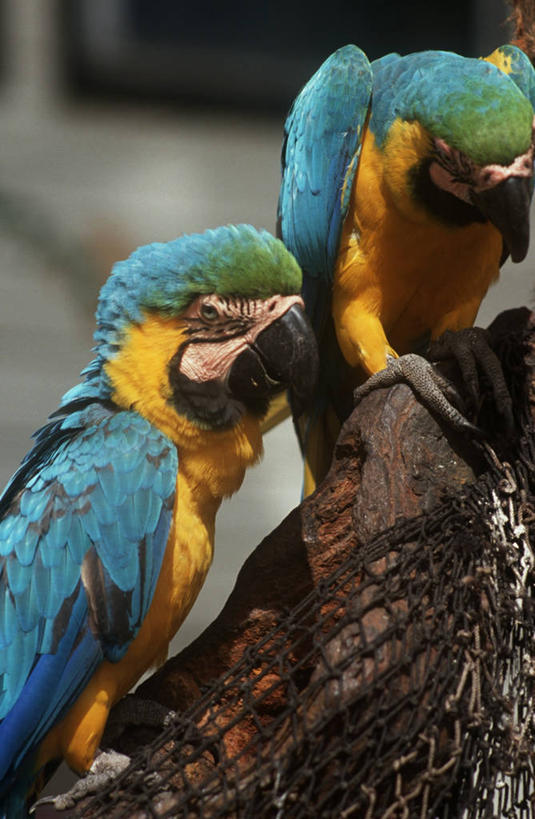 无人,坐,竖图,室外,白天,时尚,野生动物,鹦鹉,科学,鸟类,自然,动物,两只,t台,摄影,环境,生物学,金刚鹦鹉,近景,热带鸟,蓝黄金刚鹦鹉,时装表演,时装秀,t型台,走秀,彩图,动物学