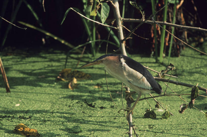 无人,横图,室外,白天,时尚,湖,野生动物,科学,鸟类,枝,自然,动物,t台,摄影,环境,沼泽,生物学,鹳,潘塔纳尔湿地,时装表演,时装秀,t型台,走秀,彩图,动物学