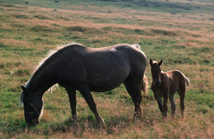 无人,站,横图,室外,白天,时尚,哺乳动物,马,貘,野生动物,法国,科学,田地,草,自然,动物,两只,t台,运输,摄影,牲畜,环境,生物学,驹,中欧,奥弗涅,时装表演,时装秀,多姆山,t型台,走秀,彩图,动物学